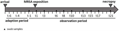 Persistent and Transient Airborne MRSA Colonization of Piglets in a Newly Established Animal Model